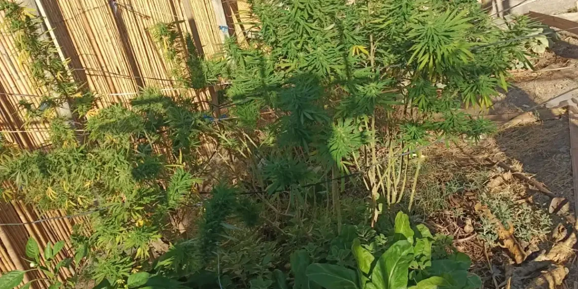 Operativo en Angaco: Allanamiento por robo termina con el hallazgo de plantación ilegal de cannabis