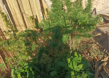Operativo en Angaco: Allanamiento por robo termina con el hallazgo de plantación ilegal de cannabis