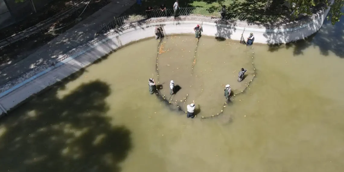 El fin de una era en el Lago del Parque y el inicio de una nueva vida en Rivadavia