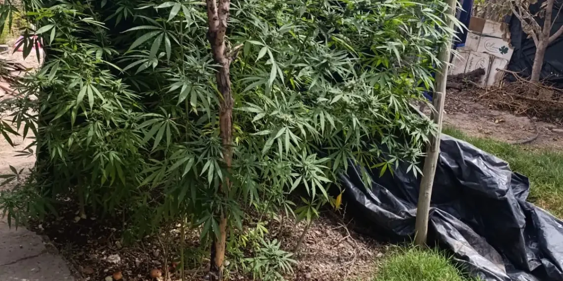 Golpe al cultivo ilegal en Las Casuarinas: Secuestran 17 plantas de marihuana