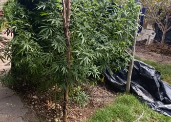 Golpe al cultivo ilegal en Las Casuarinas: Secuestran 17 plantas de marihuana