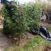Golpe al cultivo ilegal en Las Casuarinas: Secuestran 17 plantas de marihuana