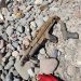 Misterioso hallazgo en Chimbas: Encontraron armas ocultas en un buzo
