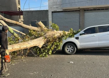 Milagro en plena Avenida Córdoba: un árbol de 10 metros aplastó una camioneta