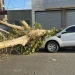 Milagro en plena Avenida Córdoba: un árbol de 10 metros aplastó una camioneta