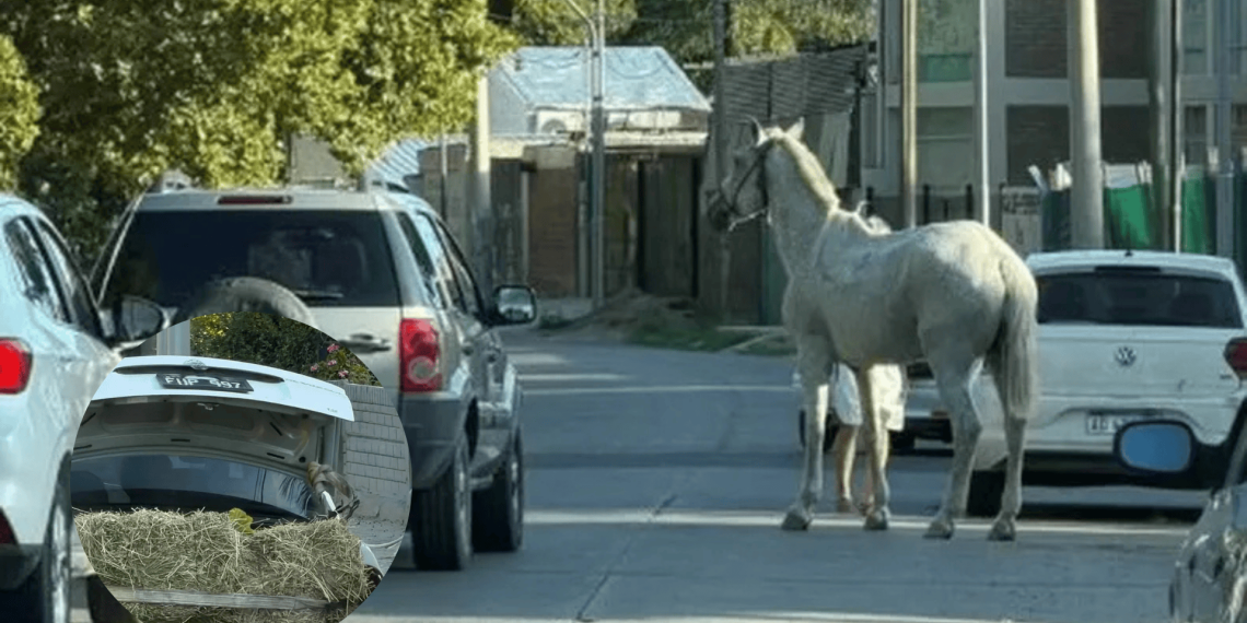 INDIGNANTE: TIRABAN A UN CABALLO CON UN AUTO EN PLENA CIRCUNVALACIÓN Y EL ANIMAL SE SOLTÓ