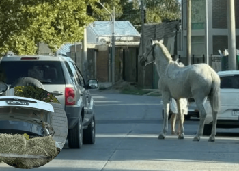 INDIGNANTE: TIRABAN A UN CABALLO CON UN AUTO EN PLENA CIRCUNVALACIÓN Y EL ANIMAL SE SOLTÓ
