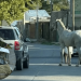 INDIGNANTE: TIRABAN A UN CABALLO CON UN AUTO EN PLENA CIRCUNVALACIÓN Y EL ANIMAL SE SOLTÓ