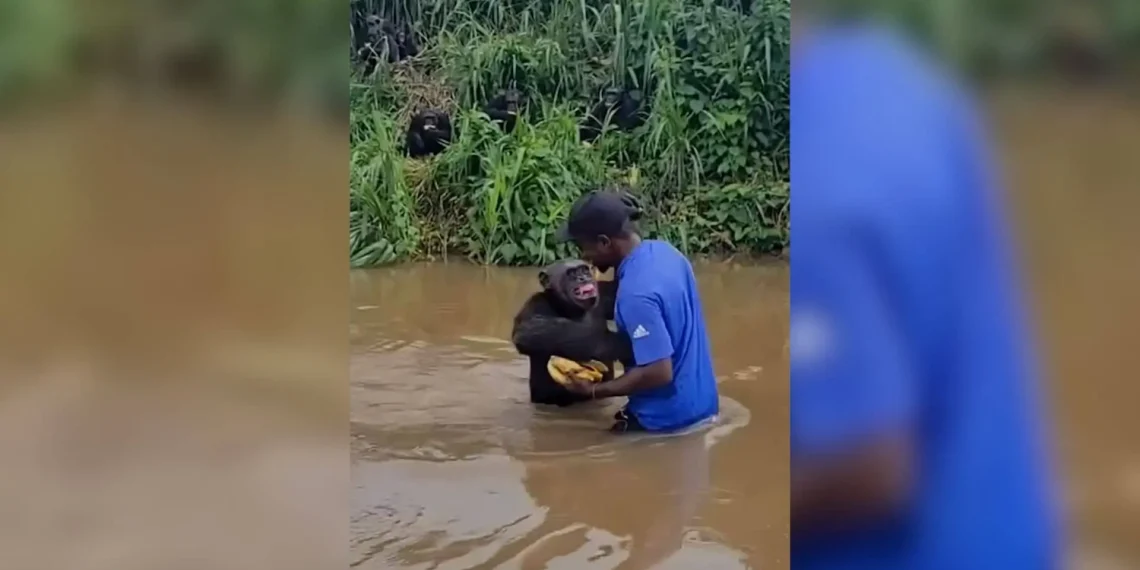 El emotivo reencuentro entre un chimpancé y su antiguo cuidador en Camerún