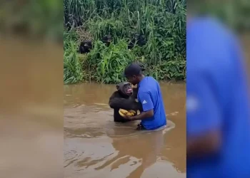 El emotivo reencuentro entre un chimpancé y su antiguo cuidador en Camerún