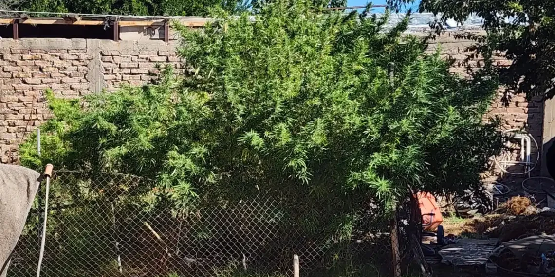 Allanamiento por robo en Caucete terminó con el hallazgo de un cultivo de marihuana