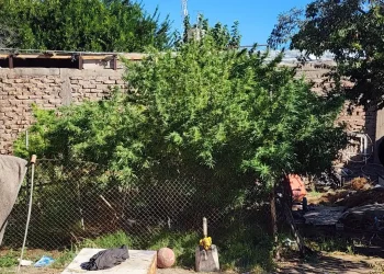Allanamiento por robo en Caucete terminó con el hallazgo de un cultivo de marihuana