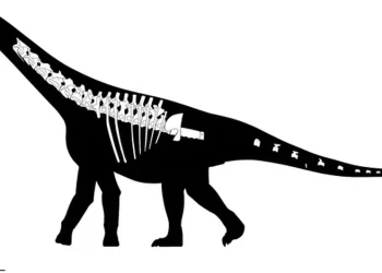 Ciencia argentina: descubrieron al «Bicharracosaurus», el nuevo gigante jurásico de Chubut