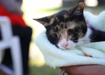 Operativo de salud animal: Esterilización y vacunación gratuita en Rawson y Chimbas
