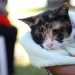 Operativo de salud animal: Esterilización y vacunación gratuita en Rawson y Chimbas