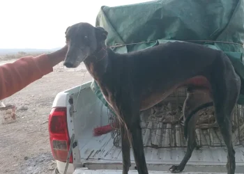 Caza furtiva en Albardón: interceptan a cuatro hombres con galgos en la zona del Villicum