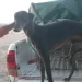 Caza furtiva en Albardón: interceptan a cuatro hombres con galgos en la zona del Villicum