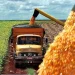 Apertura de mercados estratégicos: Argentina concreta su primera exportación histórica de maíz a China