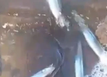 Alerta ambiental en Valle Fértil por el hallazgo de peces muertos