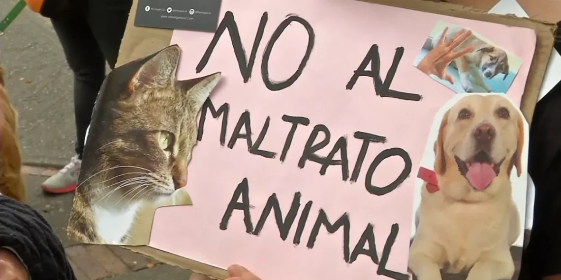 Día del Animal: en San Juan se registran más de 2 denuncias por maltrato al día