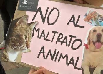 Día del Animal: en San Juan se registran más de 2 denuncias por maltrato al día