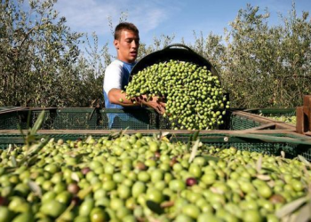 La aceituna de mesa sanjuanina da pelea y sale a la caza de nuevos mercados