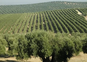 Oro líquido sanjuanino: la radiografía del gigante olivícola que conquista los mercados mundiales