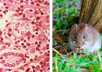Alerta sanitaria nacional: el hantavirus ya suma 45 contagios y el Malbrán investiga en Ushuaia un brote fatal en un crucero