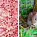 Alerta sanitaria nacional: el hantavirus ya suma 45 contagios y el Malbrán investiga en Ushuaia un brote fatal en un crucero