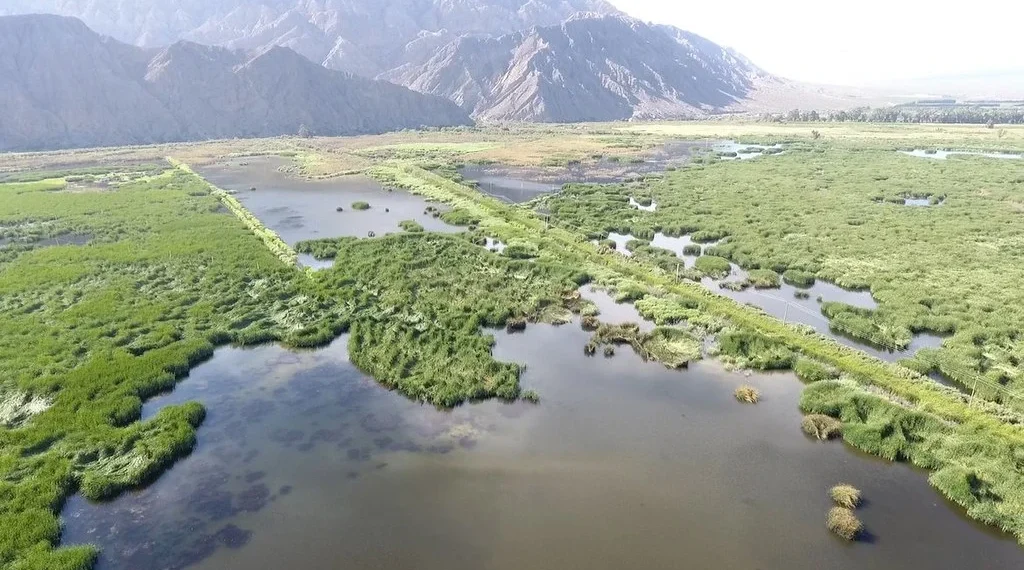 Nueva guía ambiental en San Juan: cómo identificar huellas de mamíferos en el Parque Sarmiento