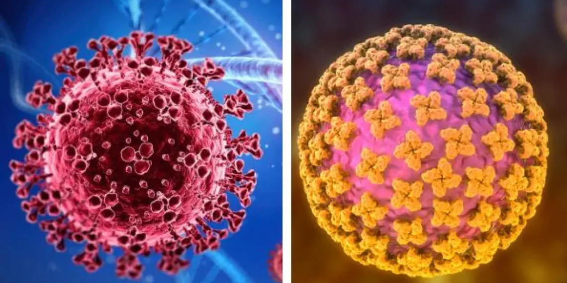 Hantavirus: por qué es diferente al Covid-19 y por qué los expertos descartan una nueva pandemia