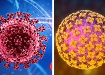 Hantavirus: por qué es diferente al Covid-19 y por qué los expertos descartan una nueva pandemia