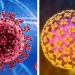 Hantavirus: por qué es diferente al Covid-19 y por qué los expertos descartan una nueva pandemia