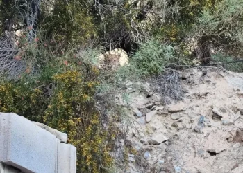 Susto y sorpresa en Rivadavia: fueron a trabajar y se encontraron con un puma en el patio