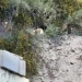 Susto y sorpresa en Rivadavia: fueron a trabajar y se encontraron con un puma en el patio