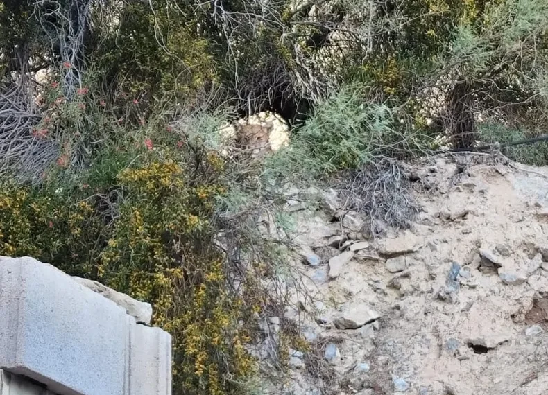 Susto y sorpresa en Rivadavia: fueron a trabajar y se encontraron con un puma en el patio