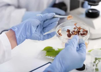 Revolución en salud mental: estudian un componente de los hongos alucinógenos para tratar la adicción a la cocaína