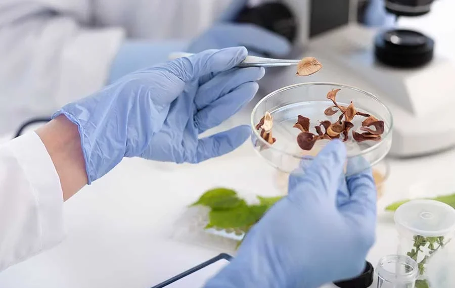 Revolución en salud mental: estudian un componente de los hongos alucinógenos para tratar la adicción a la cocaína
