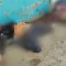Crisis de violencia en Honduras: Seguridad responde a las masacres en el norte con operativos y avanza en la identificación de sospechosos