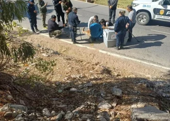 Máxima preocupación por un puma rescatado en el Jardín de los Poetas: se encuentra en estado crítico