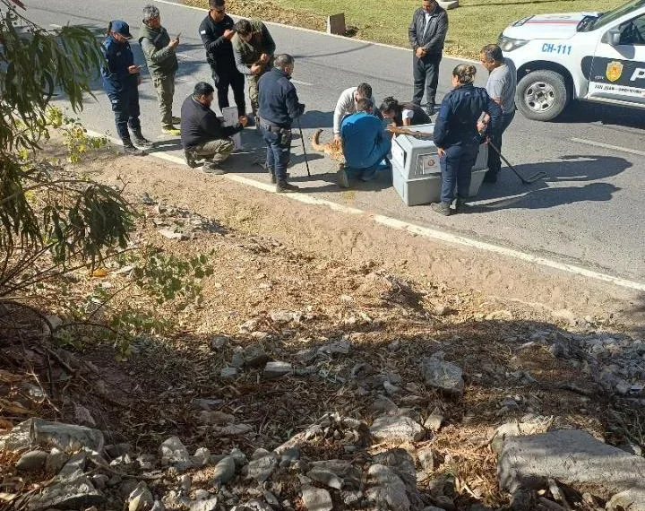 Máxima preocupación por un puma rescatado en el Jardín de los Poetas: se encuentra en estado crítico
