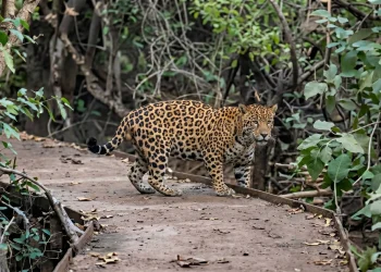 Avistamiento histórico en el Iberá: turistas lograron filmar a un yaguareté en un sendero público
