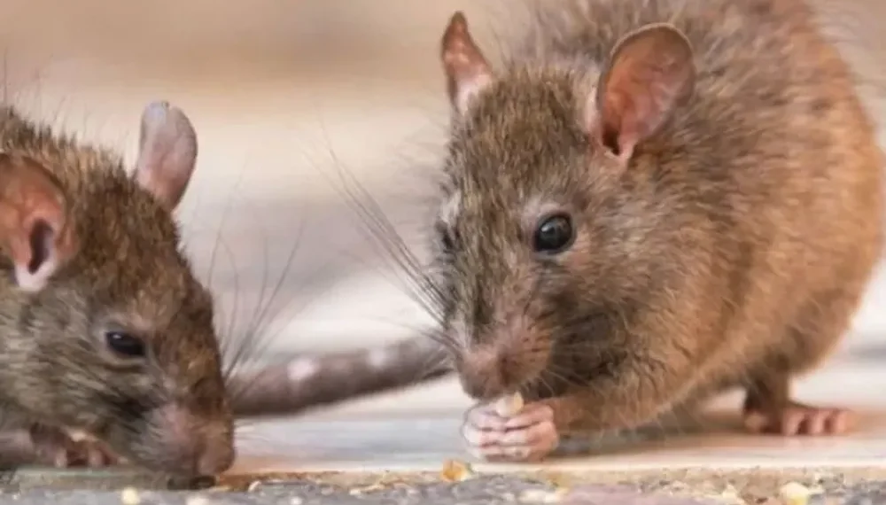 Alerta sanitaria por Hantavirus: confirman la circulación de la cepa Andes y evacúan a tres pacientes