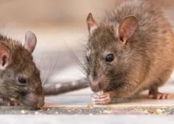 Alerta sanitaria por Hantavirus: confirman la circulación de la cepa Andes y evacúan a tres pacientes