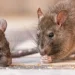 Alerta sanitaria por Hantavirus: confirman la circulación de la cepa Andes y evacúan a tres pacientes