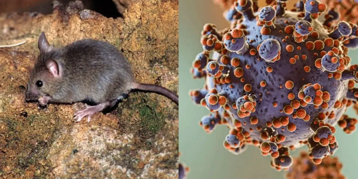 Hantavirus en San Juan: ¿Dónde está el ratón que lo transmite y qué cuidados hay que tener?