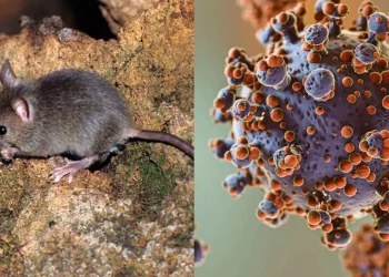 Hantavirus en San Juan: ¿Dónde está el ratón que lo transmite y qué cuidados hay que tener?
