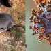 Hantavirus en San Juan: ¿Dónde está el ratón que lo transmite y qué cuidados hay que tener?