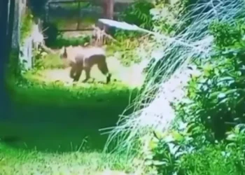 Pánico en el country: la aparición de un puma en un barrio privado puso en alerta a los vecinos