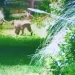 Pánico en el country: la aparición de un puma en un barrio privado puso en alerta a los vecinos